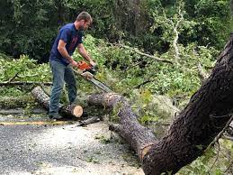 How Our Tree Care Process Works  in  Jacksonville Beach, FL